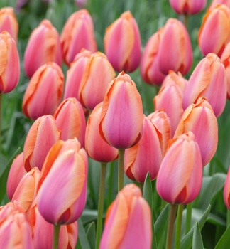 Tulip�n �APRICOT IMPRESSION� 5 ks v balen�