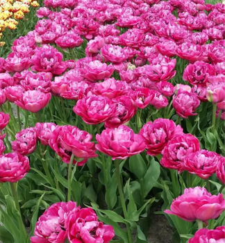 Tulip�n �PURPLE POWER�, kont. 0,5 l