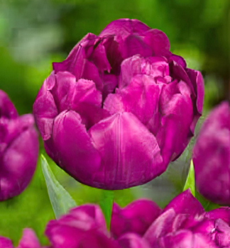 Tulipn PURPLE POWER 5 ks v balen