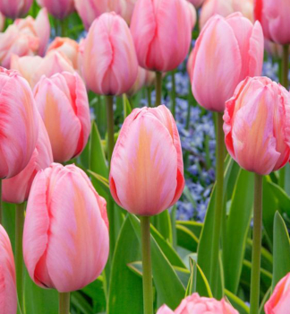 Tulip�n �DESIGN IMPRESSION� 5 ks v balen�