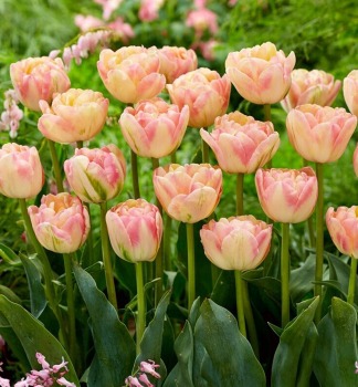 Tulipn CREME UPSTAR 2-3 ks v kont. 0,5 l