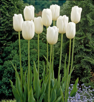 Tulipn 'MAUREEN' 5 ks v balen