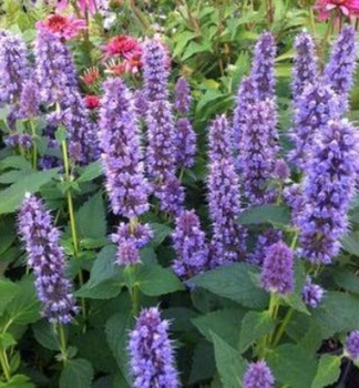 Agastache BLUE FORTUNE kont. 0,5 l