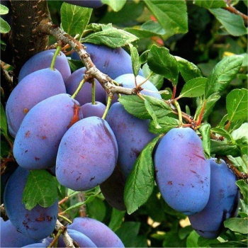 Obrzok (1)
