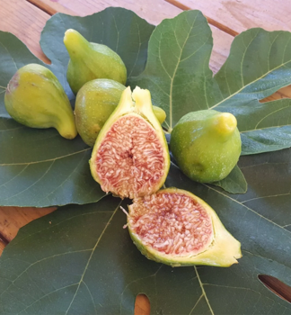 F�kovn�k smokvo� �DESERT KING� 120-130 cm, kont. 25 l