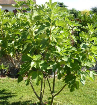 F�kovn�k smokvo� �DESERT KING� 20-30 cm, kont. 2,5 l