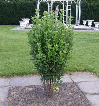 Muchovnk kanadsk (Amelanchier) GLENFORM 60-70 cm, kont. 4 l