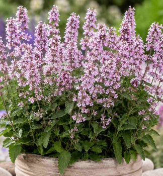 �anta ko�i�� �SERENE WILD ORCHID� kont. 0,5 l