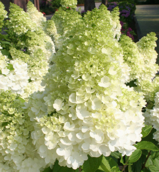Hortenzie latnat� �MAGICAL MOONLIGHT�� 40-50 cm, kont. 4 l