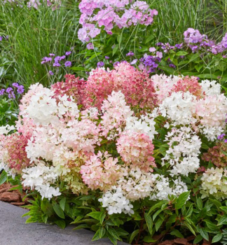 Hortenzie latnat� �GROUNDBREAKER� BLUSH� 20-30 cm, kont. 3 l