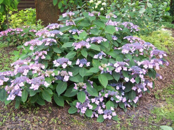 Hortenzie pilovit� �AVELROZ� 20-30 cm, kont. 2,5 l