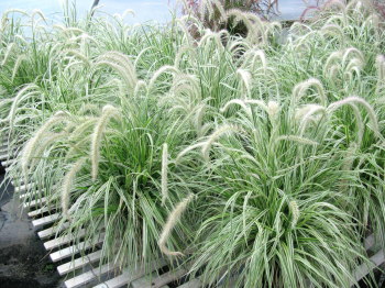 Obr�zok