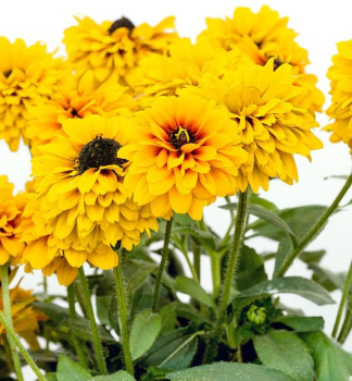 T�apatka (Rudb�kia) �SUNBECKIA�NOA�, kont. 0,5 l