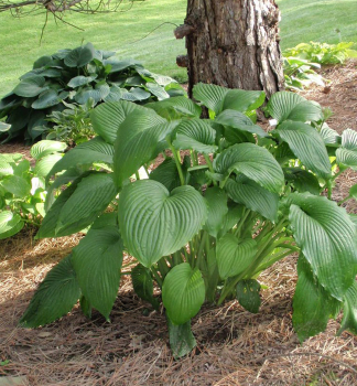 Hosta (Bohyka) NIAGARA FALLS, kont. 1 l