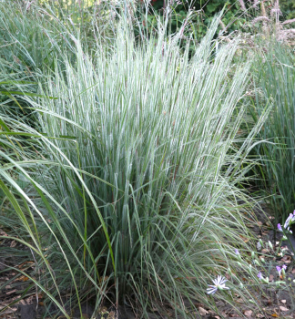 Schizachyrium �HA HA TONKA�, kont. 0,5 l