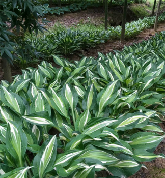 Hosta (Bohyka) SNAKE EYES, kont. 1 l