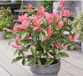 Bl�skavka �PINK CRISPY �� 30-40 cm, kont. 2,5 l