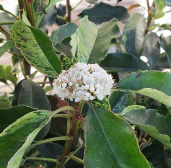 Obr�zok (5)