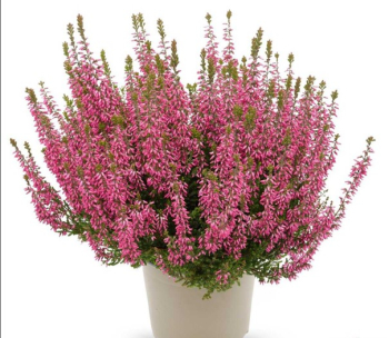 V�es obecn� �PAULA� kont. 0,5 l