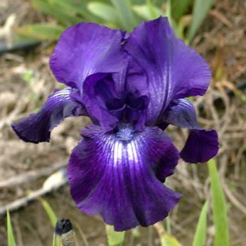 Obrzok (2)
