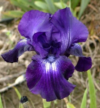 Obrzok (1)