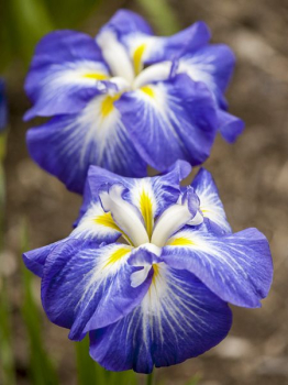 Obrzok (1)