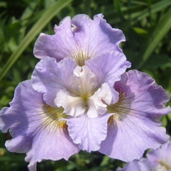 Obrzok