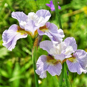 Obrzok (1)
