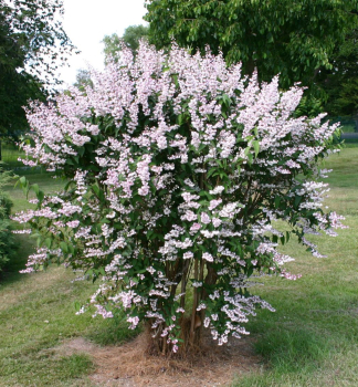 Trojpuk drsn ROSEA PLENA 20-30 cm, kont. 1,4 l