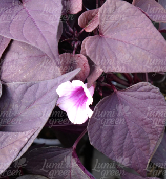Obr�zok (6)