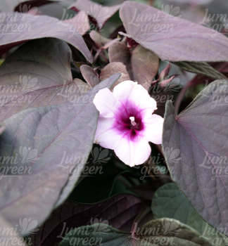 Obr�zok (7)