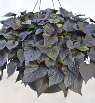 Povijnice �FLORAMIA CAMEO�, kont. 0,5 l