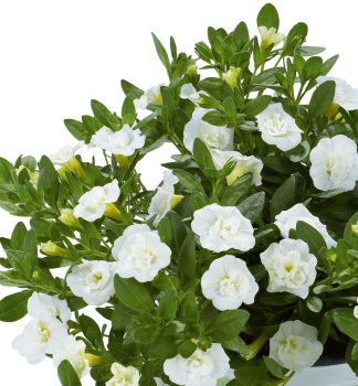 Minipet�nie p�evisl� �PORTUCAL� DOUBLE WHITE�, kont. 0,5 l