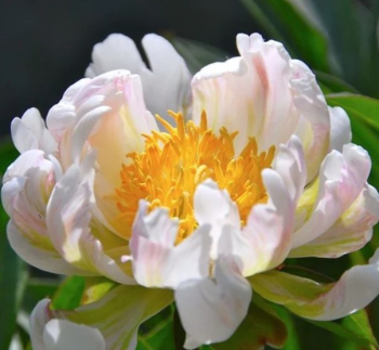 Pivoka bylinn 'GREEN LOTUS', kont. 1 l