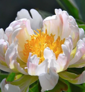 Pivoka bylinn GREEN LOTUS kont. 1 l