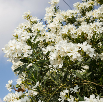Oleandr bl BIANCO SEMPLICE 60-70 cm, kont. 4 l