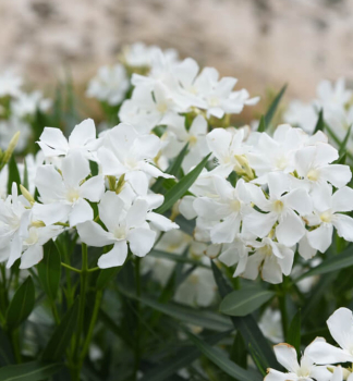 Oleandr bl BIANCO SEMPRICE 70-80 cm, kont. 3 l