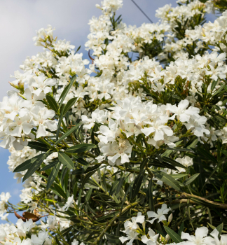 Oleandr bl BIANCO SEMPRICE 50-60 cm, kont. 3 l