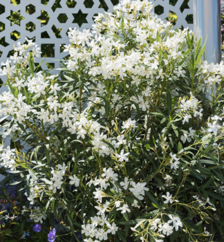 Oleandr b�l� �BIANCO SEMPRICE� 30-40 cm, kont. 3 l