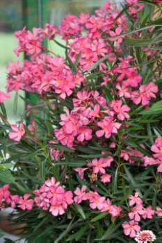 Oleandr rov ROSA SEMPLICE 50-60 cm, kont. 4 l