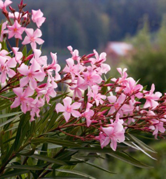 Oleandr rov ROSA SEMPLICE 50-60 cm, kont. 3 l