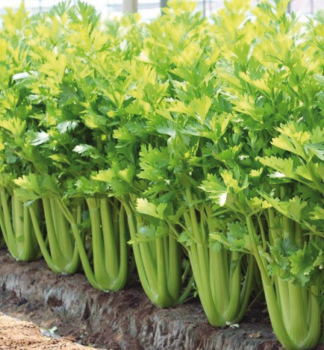 Celer naťový ´MHAGNO´ 6 ks v multiplate