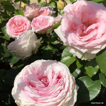 Re keov MEINE ROSE *** ADR, Kordes 2022, kont. 2 l