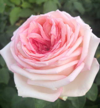Re keov MEINE ROSE *** ADR, Kordes 2022, kont. 2 l
