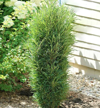 Kruina ololist FASTIGIATA 50-60 cm, kont. 2 l