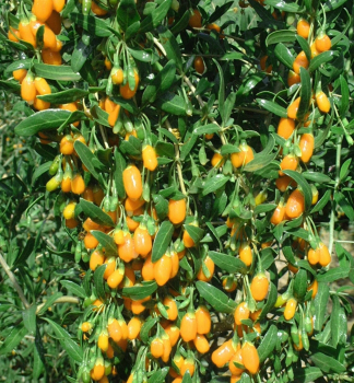 Kustovnice nsk velkoplod GOLDEN GOJI 40-50 cm, kont. 2 l
