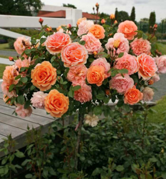 Růže stromková ´ASHRAM´ ** na kmínku 100 cm, kont. 4 l