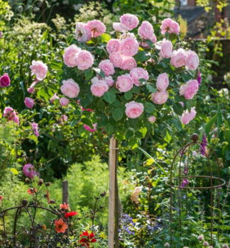 Růže stromková ´GARTENTRÄUME´ na kmínku 90 cm, kont. 4 l