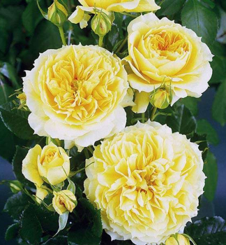 Růže mnohokvětá keřová ´CHINA GIRL´ *** Tantau, kont. 6 l