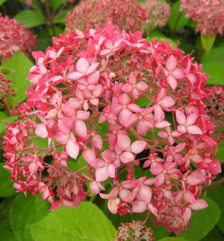 Hortenzie stromekovit PINK PERCUSSION 30-40 cm, kont. 2,5 l